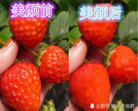 榴莲樱桃绿巨人草莓香蕉兼容性强大,网友：不要错过！
