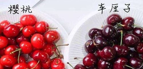 榴莲樱桃绿巨人草莓香蕉可以收藏影片下次观看更加方便,狼友：免费看片的不二选择！