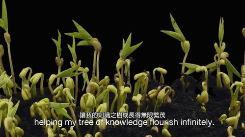 含羞草每天免费三次的APP无广告打扰,狼友：精彩好片随便刷！