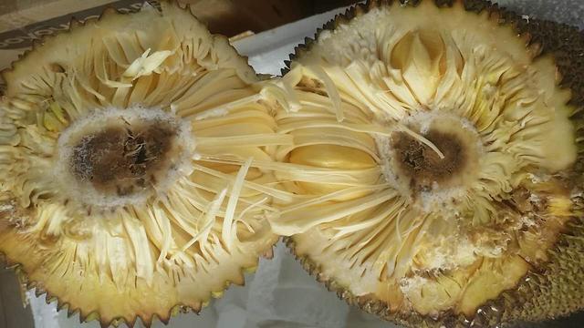 菠萝蜜去粘液一区(菠萝蜜除黏液相关信息)