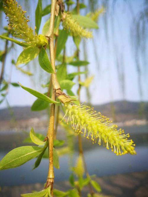 风吹柳花满店香全诗(风吹柳花满店香打一生肖) 风吹柳花满店香全诗(风吹柳花满店香打一生肖)