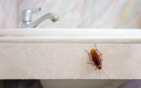 蟑螂真的不能打死吗(为什么不能打死蟑螂)