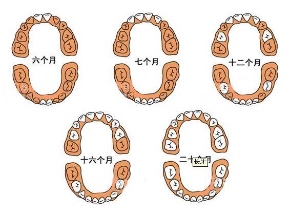 1岁8个月宝宝早教(1岁3个月宝宝长牙标准)