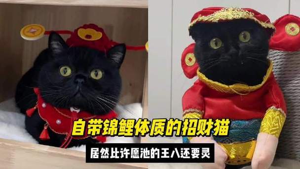 锦鲤看视频赚钱软件排行榜(锦鲤看视频赚钱是真的吗) 锦鲤看视频赚钱软件排行榜(锦鲤看视频赚钱是真的吗)