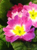 小樱生殖报告羞羞漫画入口(小樱同人漫画免费入口观看)