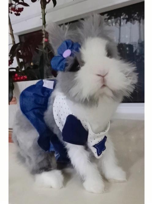 衣服一扯小兔子出来了(“衣服一扯小兔子出来了：揭秘时尚与萌宠的完美结合”)
