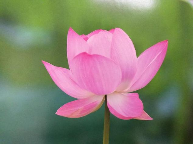 女人半夜莲花开是什么意思(女人半夜莲花开：揭秘其神秘含义与象征)