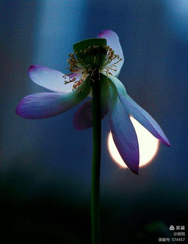 女子半夜莲花开的表现(女子半夜莲花开的表现：神秘与美丽的夜晚绽放)