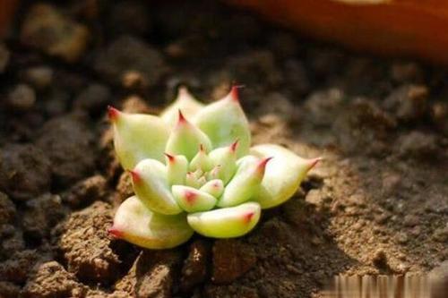 大尺寸的小黄说字多肉小学(大尺寸小黄说字多肉小学：深入解析与实用指南)