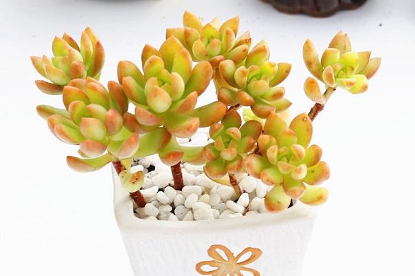 大尺寸的小黄说字多肉校园(大尺寸多肉植物：校园绿化新选择)