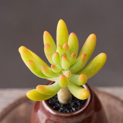 小黄多肉大尺寸说说(小黄多肉大尺寸:详解多肉植物的养护与鉴赏) 小黄多肉大尺寸说说(小黄多肉大尺寸:详解多肉植物的养护与鉴赏)