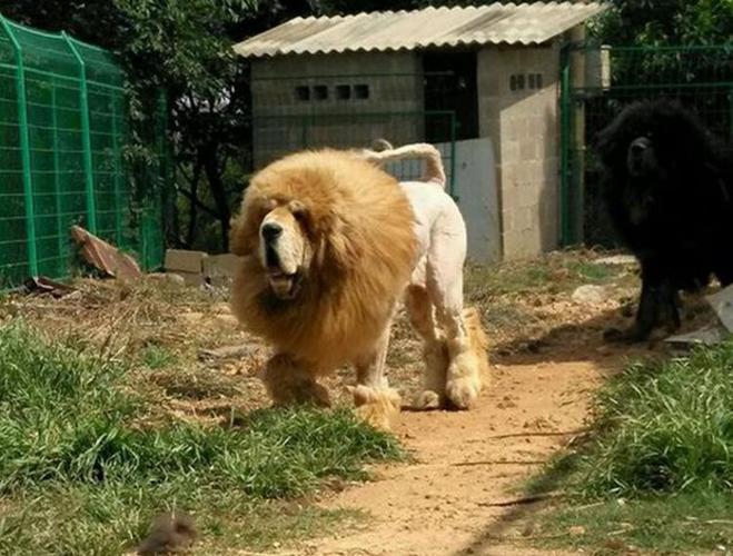 女警和藏獒做拔不出H(女警与藏獒：揭秘拔不出H的真相)