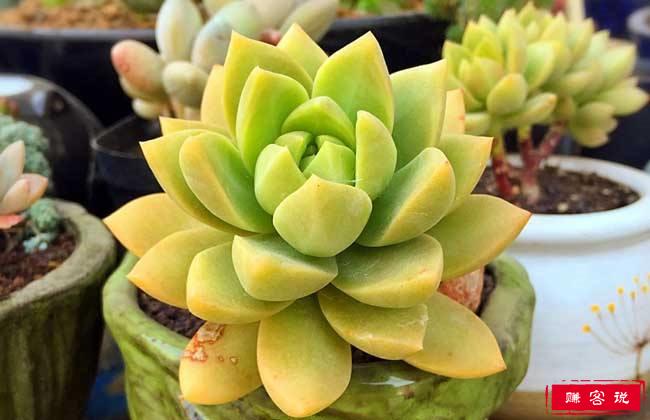 1V2多肉质量好的推荐(1V2多肉：优质品种推荐与养护指南)