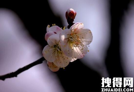 倒插莲花是个什么动作(倒插莲花：揭秘这一神秘动作的详细技巧与应用)