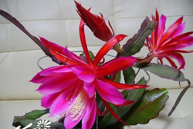 倒插莲花该怎么做(倒插莲花：简单易懂的制作技巧与步骤)