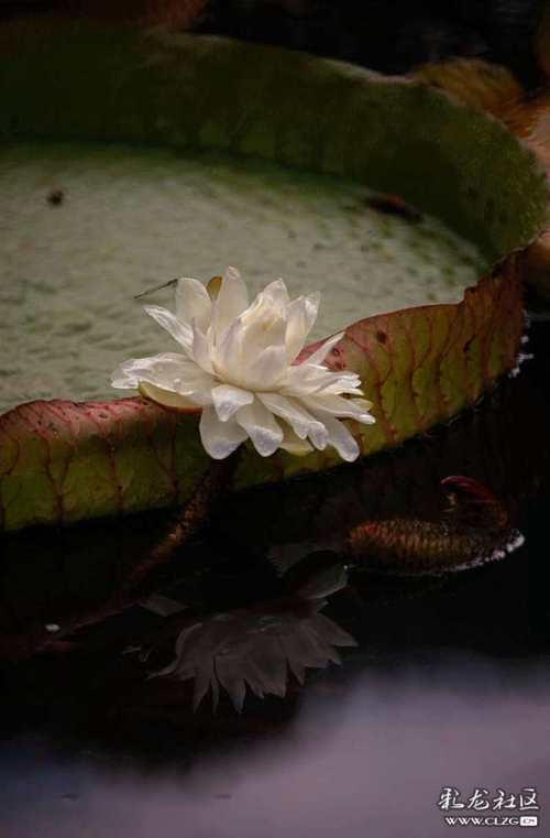 女性半夜莲花开的意思(女性半夜莲花开:揭秘其神秘含义与象征) 女性半夜莲花开的意思(女性半夜莲花开:揭秘其神秘含义与象征)