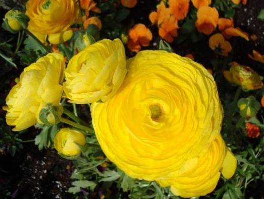 倒插莲花是什么样子的(倒插莲花：揭秘其独特形态与文化意义)