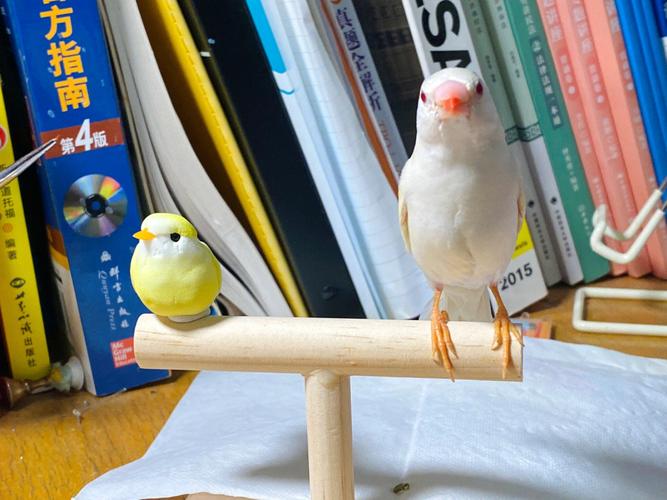 桌子上做剧烈运动DOI(桌子上做剧烈运动：安全与技巧的全面指南)