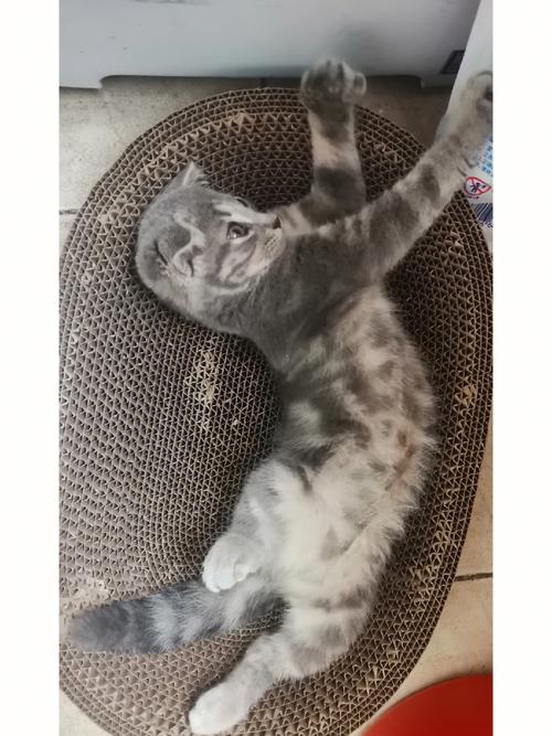 学校塞跳d开最大c死我叮当(学校塞跳：揭秘最大C级死我叮当事件)