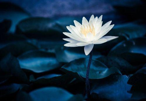 女人半夜莲花开是什么意思(女人半夜莲花开：揭秘其神秘含义与象征)