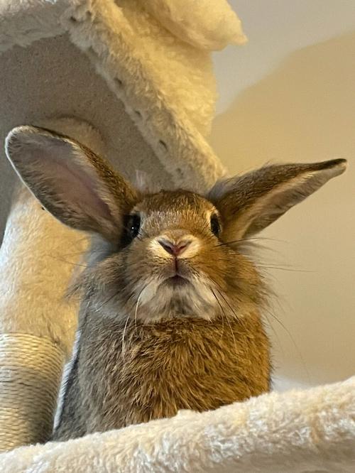 抓住胸前跳动两只兔子(“抓住胸前跳动两只兔子：揭秘心跳加速的奥秘”)