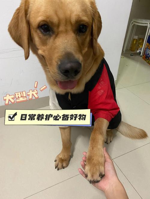 狗狗卡到了我的下面好疼(“狗狗卡住问题，紧急处理与预防措施”)