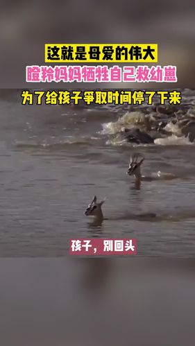 我把自己给了儿子(“我把自己给了儿子：母爱的无私与牺牲”)