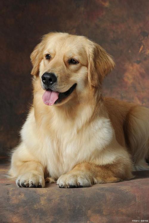 和我家金毛一晚上4次(金毛犬的夜间行为：4次的详细解析)