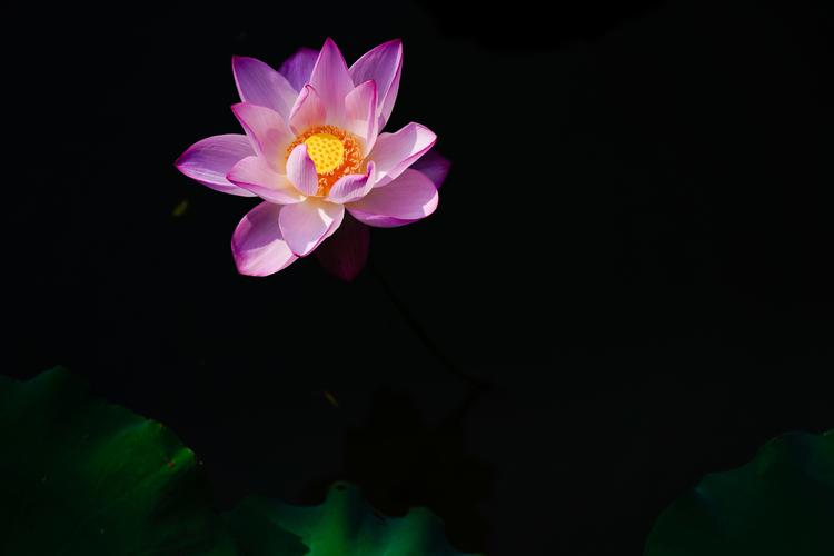 女子半夜莲花开的表现(女子半夜莲花开的表现：神秘与美丽的夜晚绽放)