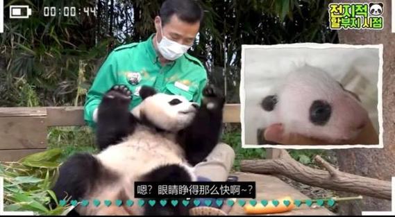 大熊猫跟游客击掌(大熊猫与游客互动：揭秘击掌瞬间的温馨故事)