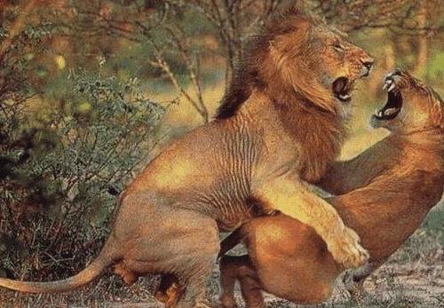 人与畜禽共性的视频(“人与畜禽共性：深入探讨动物行为与人类行为的相似之处”)