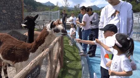 大熊猫跟游客击掌(大熊猫与游客互动：揭秘击掌瞬间的温馨故事)