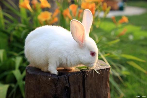 男朋友咬我的小兔子图片(男朋友咬我的小兔子图片：亲密互动与宠物摄影的艺术)