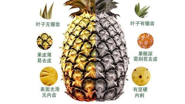 菠萝是凉性的还是热性(菠萝:凉性还是热性?深入探讨其属性及食用建议) 菠萝是凉性的还是热性(菠萝:凉性还是热性?深入探讨其属性及食用建议)