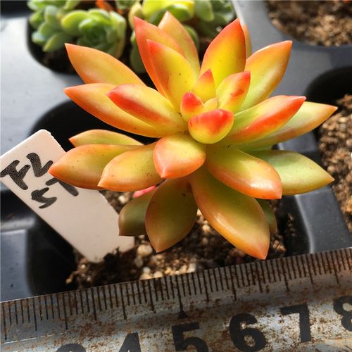 小黄多肉大尺寸说说(小黄多肉大尺寸:详解多肉植物的养护与鉴赏) 小黄多肉大尺寸说说(小黄多肉大尺寸:详解多肉植物的养护与鉴赏)