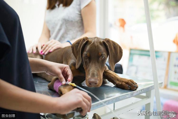 狗狗卡到了我的下面好疼(“狗狗卡住问题，紧急处理与预防措施”)