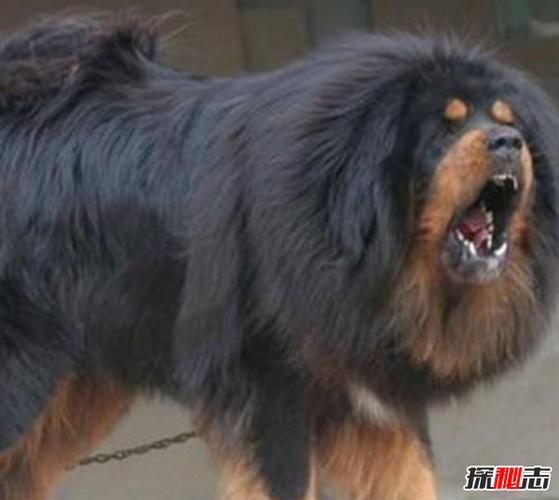 女警和藏獒做拔不出H(女警与藏獒：揭秘拔不出H的真相)