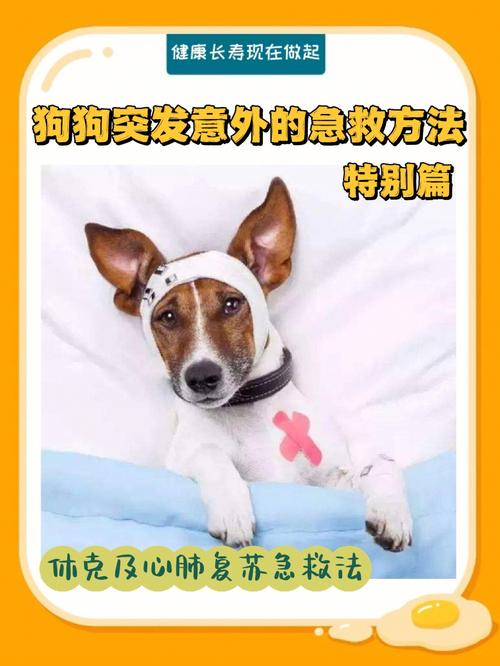 我家狗狗卡在里面痛怎么办(“狗狗卡住急救法：快速缓解宠物痛苦的实用指南”)