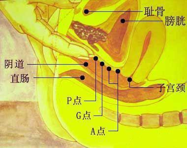 手指怎样自W到高C(手指自W技巧:详解如何达到高C的愉悦体验) 手指怎样自W到高C(手指自W技巧:详解如何达到高C的愉悦体验)