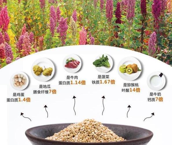 藜麦的功效与作用(藜麦的功效与作用：营养全面的超级食物)