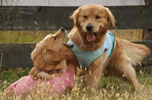 与自己养的金毛做了五天(金毛五天的亲密相处:与自己养的金毛共度时光的温馨体验) 与自己养的金毛做了五天(金毛五天的亲密相处:与自己养的金毛共度时光的温馨体验)