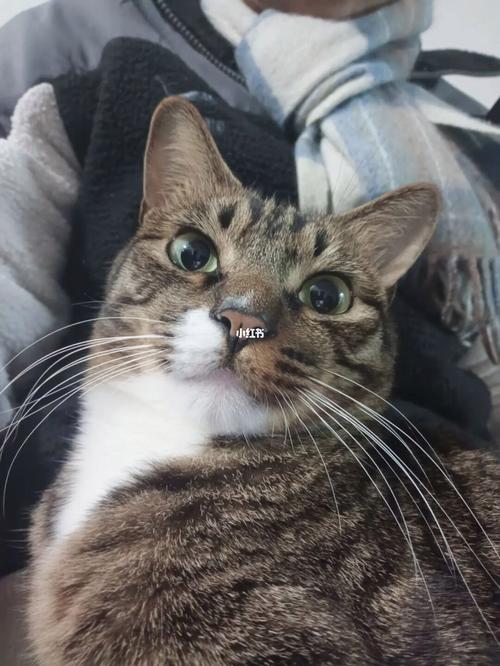 岳的又大又肥水又多毛浓(岳的又大又肥水又多毛浓:探索其独特魅力与价值) 岳的又大又肥水又多毛浓(岳的又大又肥水又多毛浓:探索其独特魅力与价值)