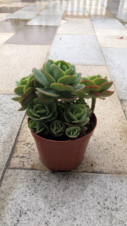 大尺寸的小黄说字多肉校园(大尺寸多肉植物：校园绿化新选择)