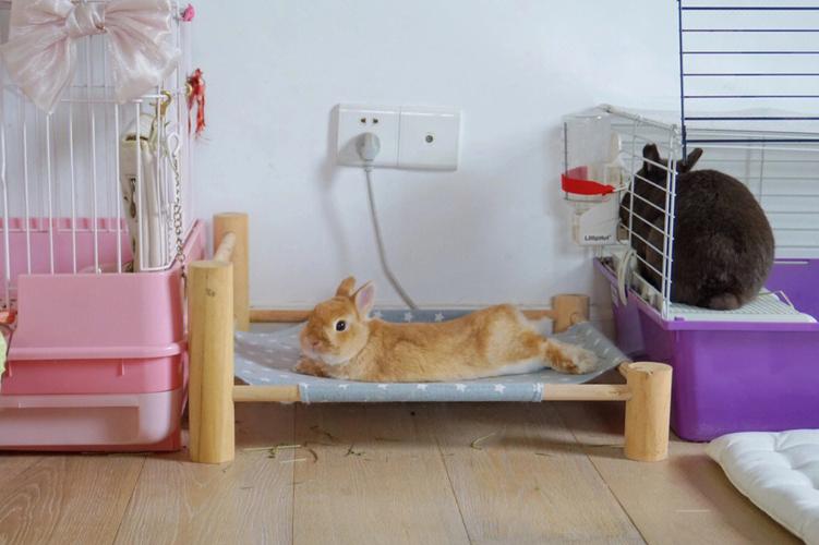 对象咬自己小兔兔的感受(“对象咬自己小兔兔的感受：深入探讨亲密关系中的咬合行为”)