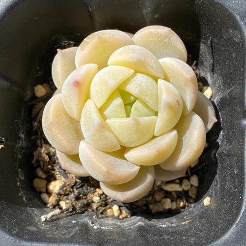 大尺寸的小黄说字多肉小学(大尺寸小黄说字多肉小学：深入解析与实用指南)