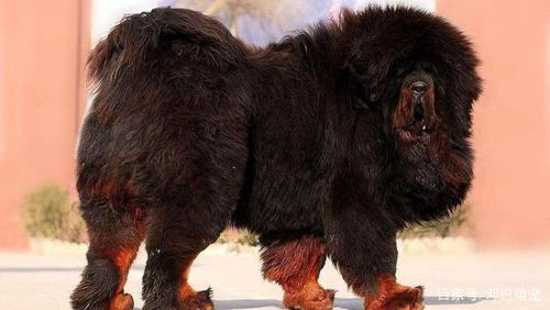 女警和藏獒做拔不出H(女警与藏獒：揭秘拔不出H的真相)