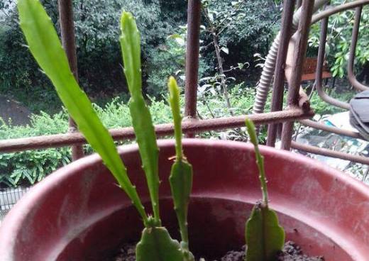 倒插莲花该怎么做(倒插莲花：简单易懂的制作技巧与步骤)