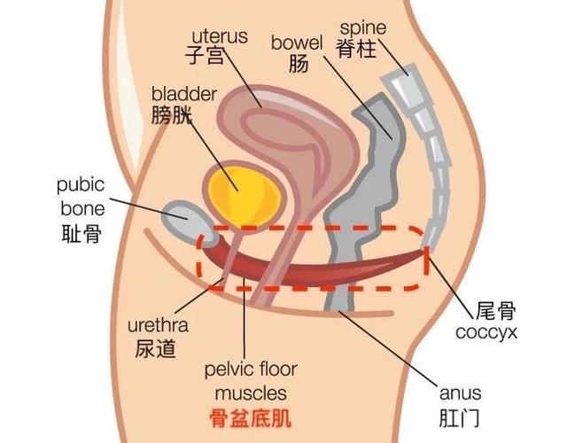 女生能承受多少厘米(女生能承受多少厘米：深度解析女性生理极限)