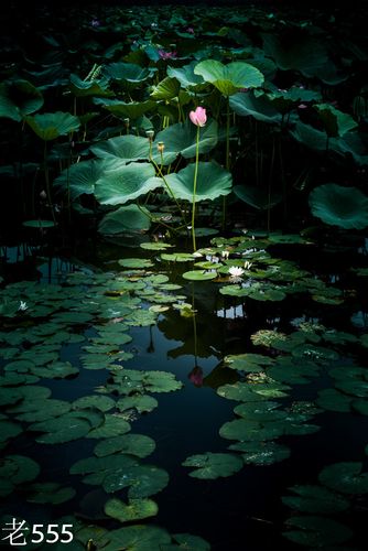 女子半夜莲花开的表现(女子半夜莲花开的表现：神秘与美丽的夜晚绽放)