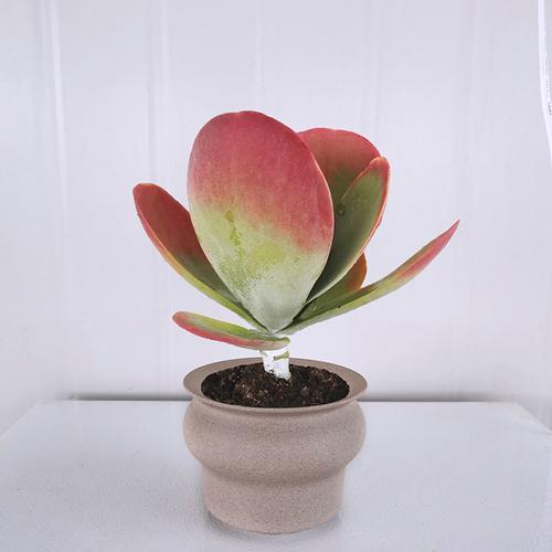 大尺寸的小黄说字多肉(大尺寸多肉植物：小黄说字的详细养护指南)